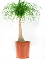 Olifantspoot - Beaucarnea Planten Beaucarnea