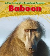 Baboon