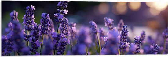 Acrylglas - Lavendel Planten in Grasveld in de Avond - Bloemen - 90x30 cm Foto op Acrylglas (Wanddecoratie op Acrylaat)