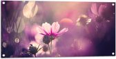 Tuinposter – Cosmea Bloemen met Paarse Gloed als Achtergrond - 100x50 cm Foto op Tuinposter (wanddecoratie voor buiten en binnen)