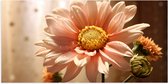 Poster Glanzend – Licht Roze Chrysanten Bloem met Doorschijnende Gordijnen als Achtergrond - 100x50 cm Foto op Posterpapier met Glanzende Afwerking