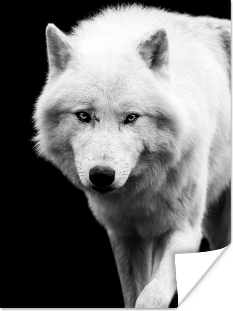 Poster Wolf - Dier - Zwart - Wit - 30x40 cm