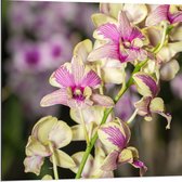 Dibond - Paars met groene orchidee bloemen met andere orchidee bloemen op de achtergrond - 80x80 cm Foto op Aluminium (Met Ophangsysteem)