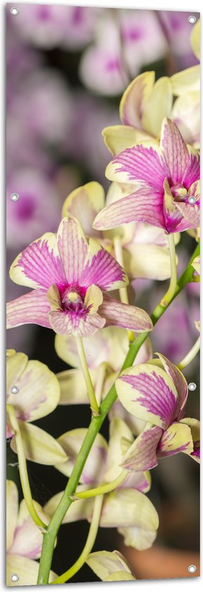 Tuinposter – Paars met groene orchidee bloemen met andere orchidee bloemen op de achtergrond - 50x150 cm Foto op Tuinposter (wanddecoratie voor buiten en binnen)