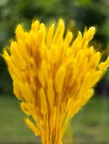 Fleurs séchées - Lagurus Ovatus - Queue de lièvre - Jaune