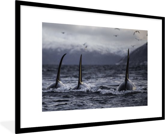 Affiche avec cadre Orques - Trois orques - cadre photo noir - 90x60 cm - Affiche avec cadre