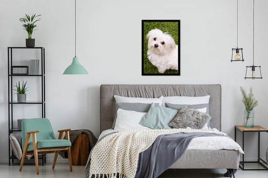 Photo encadrée - Le chien maltais regarde vers le haut cadre photo noir 40x60 cm - Affiche encadrée (Décoration murale salon / chambre)