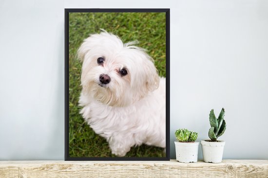 Photo encadrée - Le chien maltais regarde vers le haut cadre photo noir 40x60 cm - Affiche encadrée (Décoration murale salon / chambre)