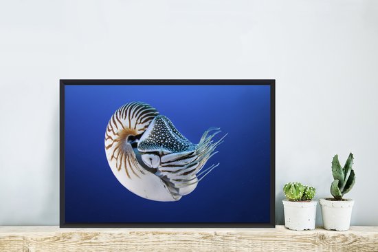 Photo encadrée - Nautilus dans l'eau bleue de l'océan Pacifique cadre photo noir sans passe-partout 60x40 cm - Affiche encadrée (Décoration murale salon / chambre)