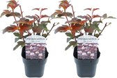 Plant in a Box - Physocarpus 'Lady in Red' - Set van 2 - struik - pot 17cm - Hoogte 30-40cm