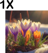 BWK Textiele Placemat - De Eerste Krokus Bloemen van het Seizoen - Set van 1 Placemats - 50x50 cm - Polyester Stof - Afneembaar