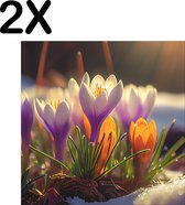 BWK Textiele Placemat - De Eerste Krokus Bloemen van het Seizoen - Set van 2 Placemats - 50x50 cm - Polyester Stof - Afneembaar