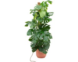 Green Bubble - Monstera Pertusum XL inclusief elho Vibes Fold Round roze Ø30 - 150 cm