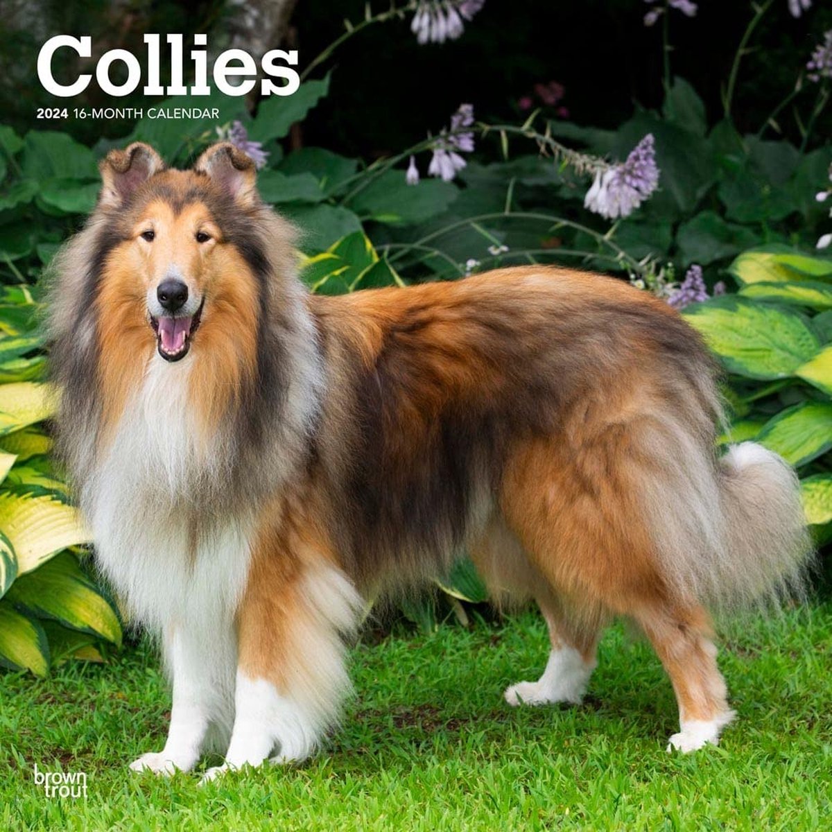 Schotse Herder / Collie Kalender 2024