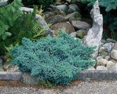 Juniperus squamata 'Blue Star' C3.5 20-25 cm