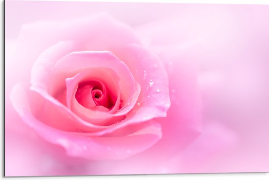 Dibond - Mooie Licht Roze Roos op Licht Roze Wolkje - Bloemen - 75x50 cm Foto op Aluminium (Met Ophangsysteem)
