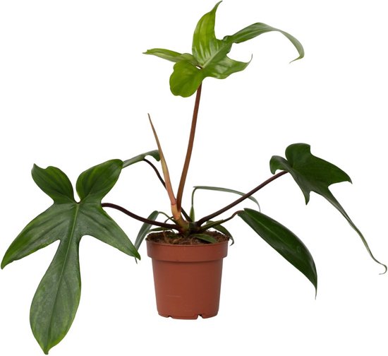 Philodendron florida green