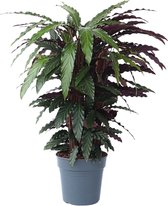 Plante en Boîte - Calathea Wavestar XL - Plante Paon, plante de prière - ⌀27cm - Hauteur 85-95cm