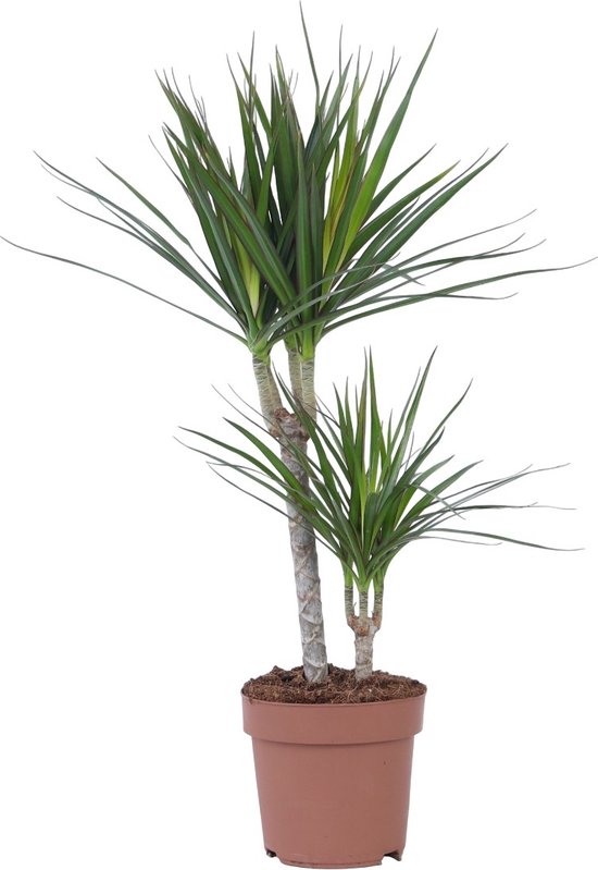 10 kamerplanten voor in de schaduw 17 Plant in a Box - Dracaena Marginata - Drakenbloedboom