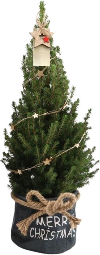 Trendyplants - Kerstboom in rode Xmas zak inclusief verlichting - Picea glauca Conica - Winterhard - Hoogte 60-80 cm - Potmaat Ø19cm