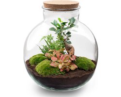 Terrarium - Bolder Bob bonsai - ↑ 30 cm - Ecosysteem plant - Kamerplanten - DIY planten terrarium - Mini ecosysteem
