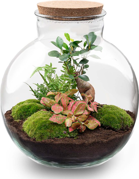 Terrarium - Bolder Bob bonsai - ↑ 30 cm - Ecosysteem plant - Kamerplanten - DIY planten terrarium - Mini ecosysteem