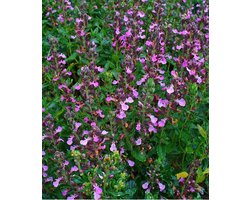 Echte gamander (Teucrium chamaedrys) - - Bijen-Vlinders - Groenblijvend - Haagplanten - Zomerbollen - bloeit in Augustus / September
