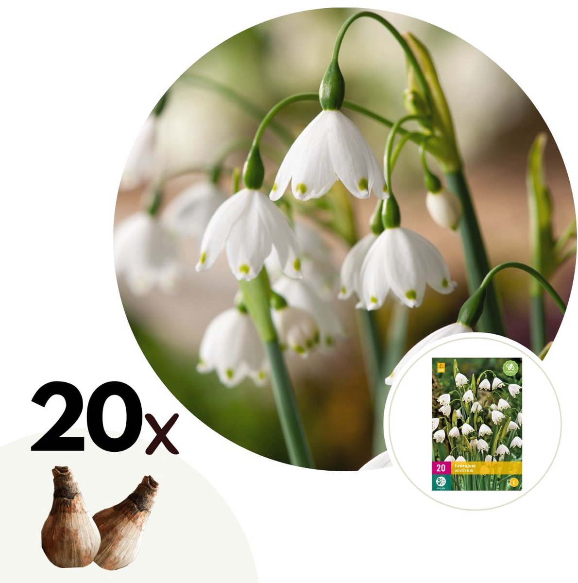 Plant in a Box - Leucojum Aestivum - x20 - Zomerklokje - Bloembollen voor Tuin, Terras of Balkon
