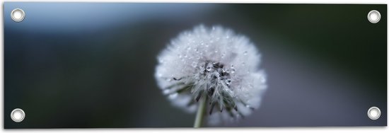 WallClassics - Poster de Jardin - Pissenlit sur Fond Flou - 60x20 cm Photo sur Poster de Jardin (décoration murale pour l'extérieur et l'intérieur)