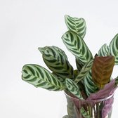 Plantje.nl - Ctenanthe Burle Marxii en Anthurium met Modena Vaas - Duo DIY - Woonkamerplanten