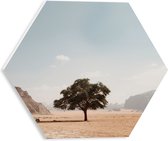 WallClassics - PVC Schuimplaat Hexagon  - Eenzame Boom in Woestijn - 30x26.1 cm Foto op Hexagon (Met Ophangsysteem)