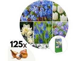 Plant in a Box - Bulb Garden Blue - 125x Bloembollen - Narcis, Scilla, Allium, Anemoon, Hyacint en Tulp - Bloembollen voor Tuin, Terras of Balkon