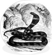 Ancienne illustration d'une assiette en plastique de cercle mural King Cobra ⌀ 90 cm - impression photo sur cercle mural / cercle vivant (décoration murale)