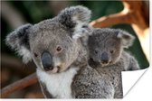Poster Koala's - Vader - Kind - Kinderen - Jongens - Meisjes - 30x20 cm