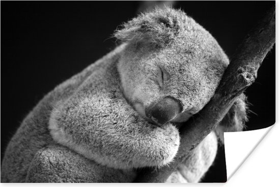 Een slapende koala Poster 90x60 cm - Foto print op Poster (wanddecoratie)