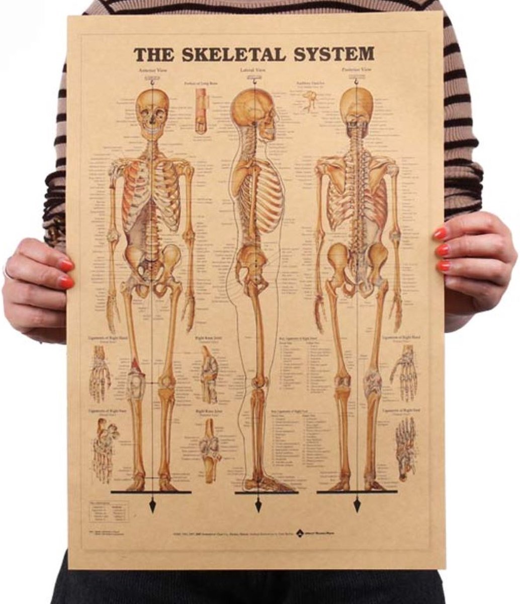 Poster skelet kraftpapier 42x29 cm
