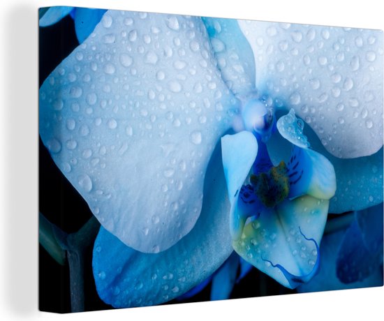 Image macro de la fleur bleue d'une orchidée 90x60 cm - Tirage photo sur toile (Décoration murale salon / chambre) / Peintures Fleurs
