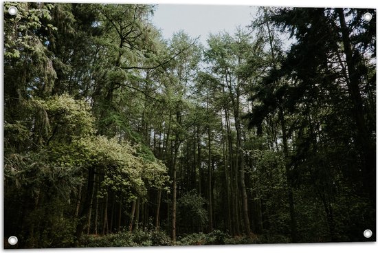 WallClassics - Tuinposter – Groene Hoge Bomen - 90x60 cm Foto op Tuinposter  (wanddecoratie voor buiten en binnen)