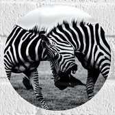 WallClassics - Muursticker Cercle - Lutte contre les zèbres Zwart- Wit - 20x20 cm Photo sur Muursticker