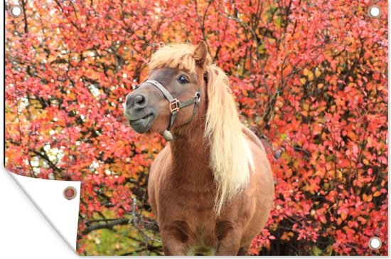 Foto: Tuinposters buiten paard pony herfstbladeren 90x60 cm tuindoek buitenposter