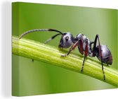 Tableaux - Gros plan fourmi sur tige - Peintures cm - Décoration murale