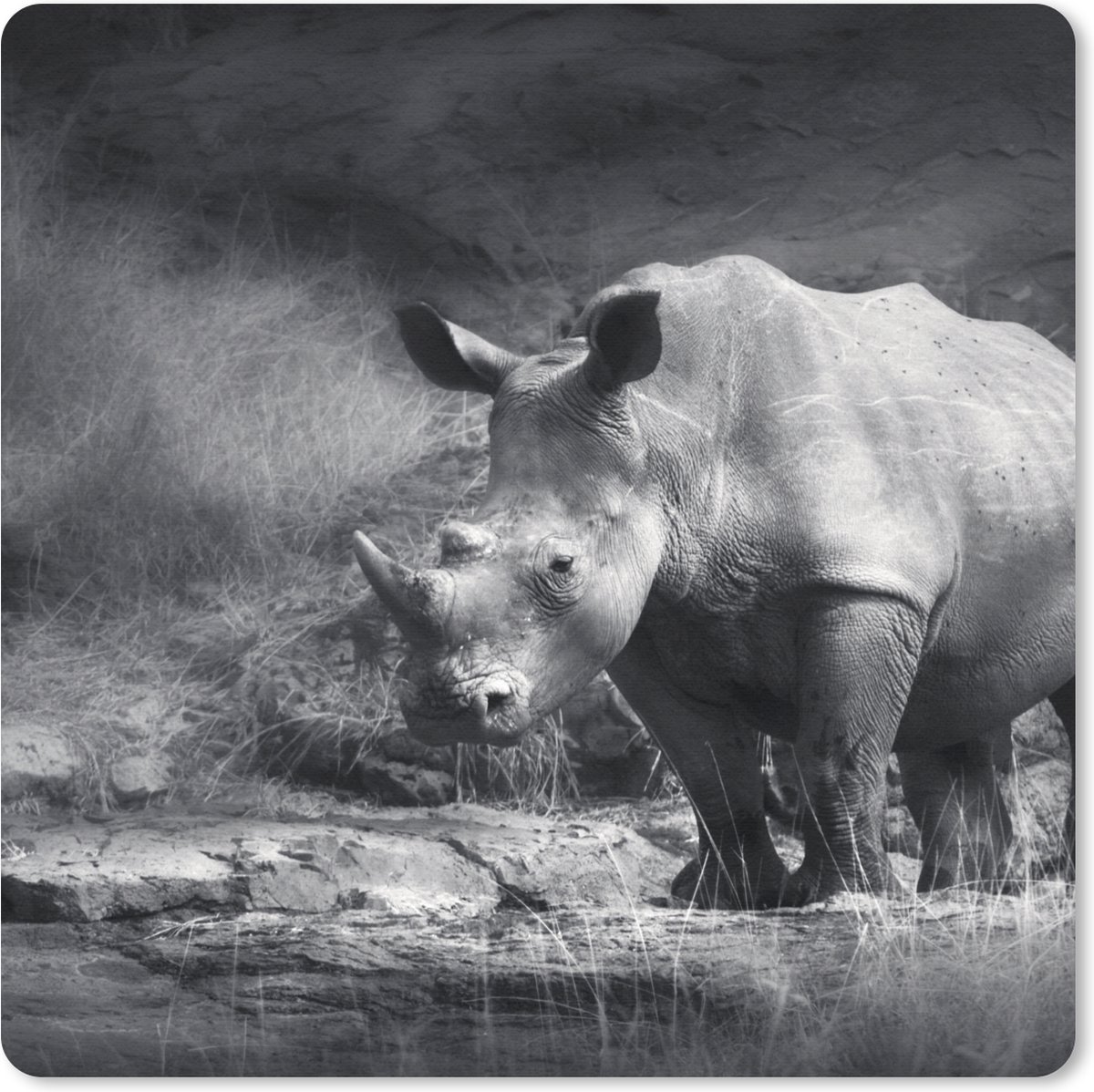 Muismat 30x30 cm - Mousepad Neushoorn - Natuur - Gras - Zwart - Wit - Muismatten