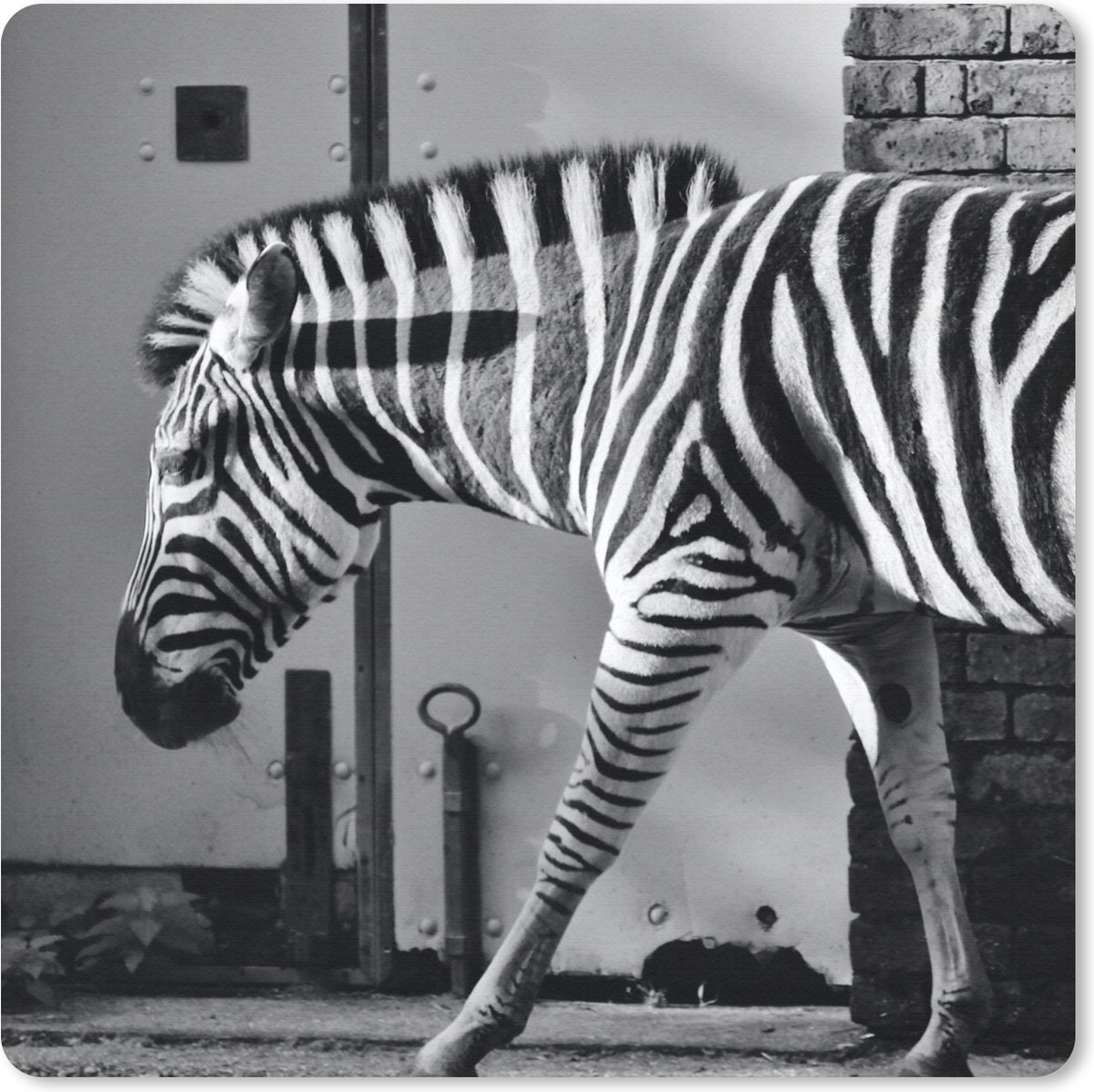 Muismat 20x20 cm - Mousepad Zebra - Muur - Deur - Dieren - Zwart wit - Muismatten