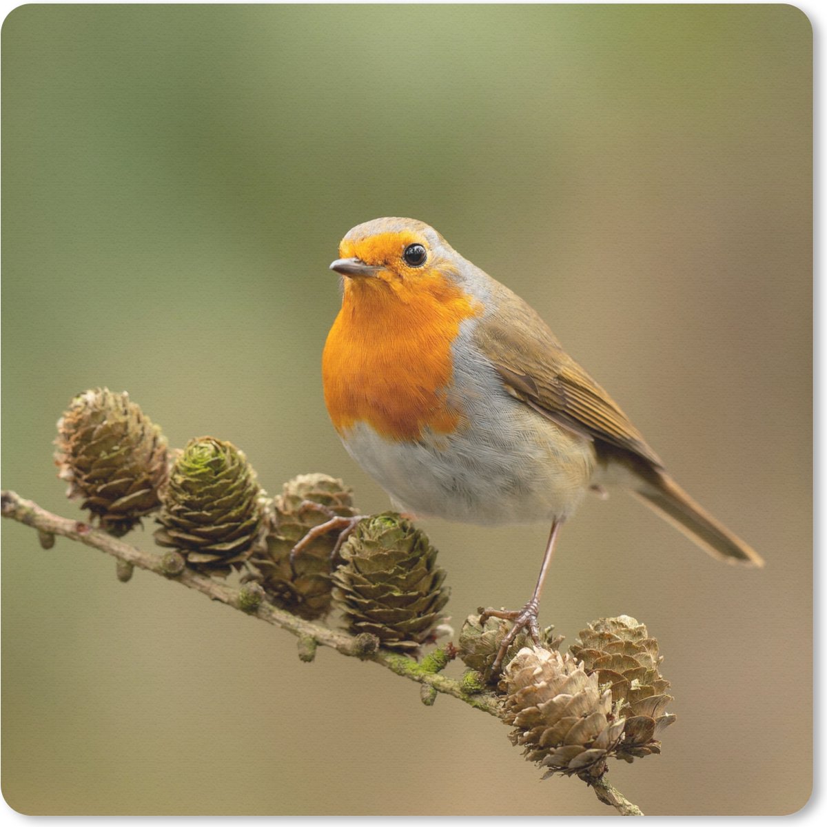 Muismat 20x20 cm - Mousepad Vogel - Roodborstje - Dennenappel - Tak - Herfst - Muismatten