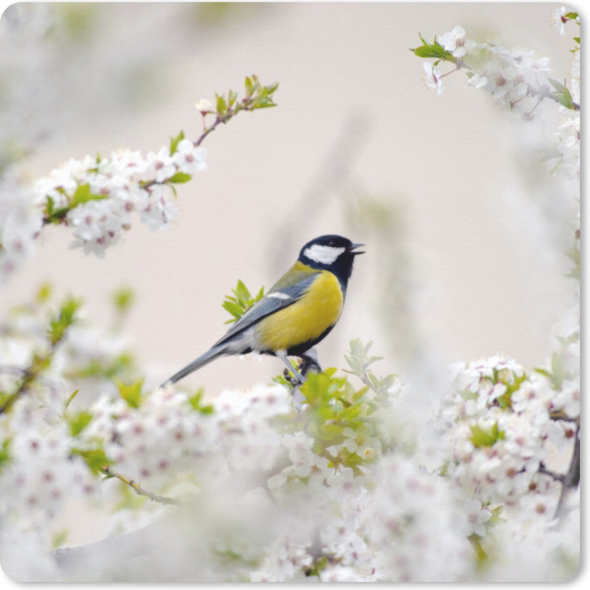 Muismat 30x30 cm - Mousepad Vogel - Koolmees - Bloemen - Bloesemboom - Muismatten