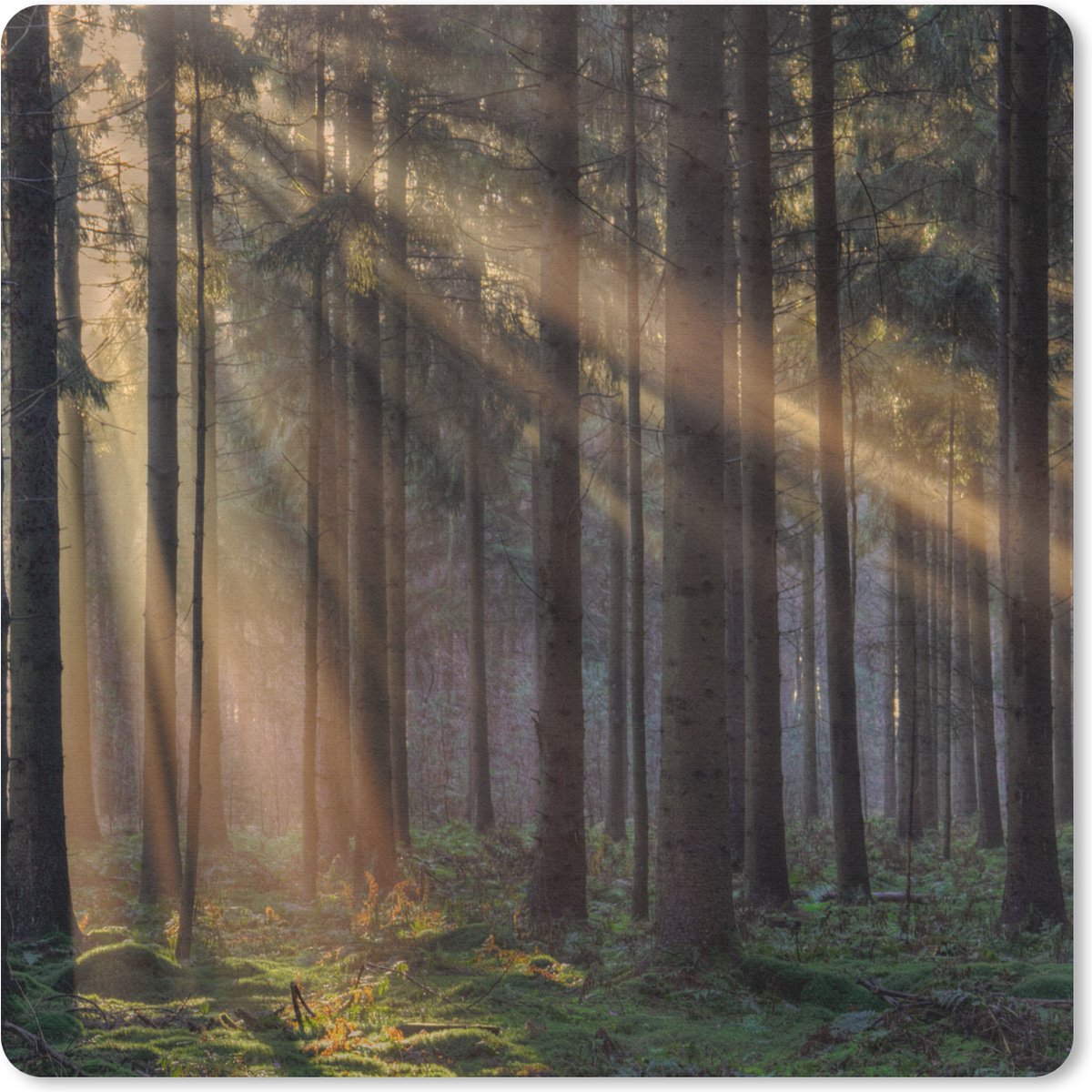 Muismat 20x20 cm - Mousepad Bomen - Bos - Zon - Planten - Muismatten