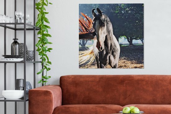 Marwari noir pendant les derniers rayons du soleil toile 2cm