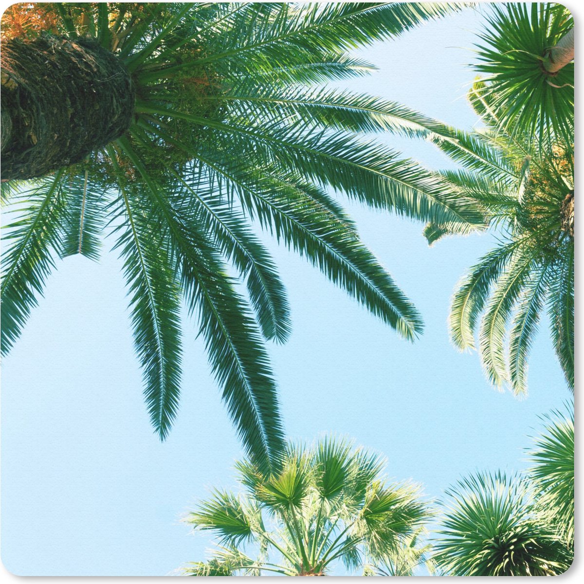Muismat 30x30 cm - Mousepad Palmbladeren - Lucht - Zomer - Tropisch - Muismatten