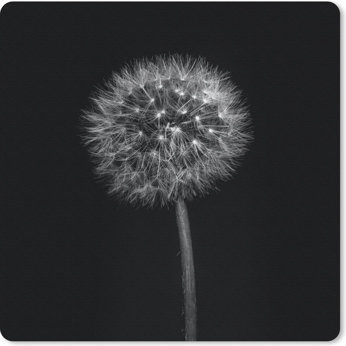 Muismat 20x20 cm - Mousepad Paardenbloem - Zwart - Bloemen - Botanisch - Muismatten