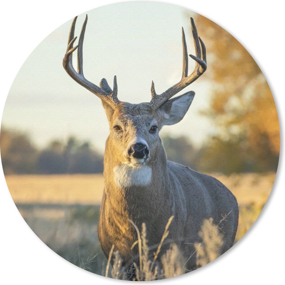 Muismat rond 40x40 cm - Mousepad Hert - Gras - Herfst - Gewei - Natuur - Dieren - Ronde muismatten